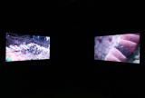 Drew Berry, Hollow 2012. Installation view, 'Body Image', UNSW Galleries, 2014. Photograph: Britta Campion