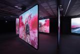 Richard Mosse, The Enclave 2012-13. Installation view, UNSW Galleries, 2014. Photograph: Liz Eve, Fotohaus Ltd